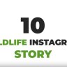 Free Videohive 35473796 Wildlife Instagram Stories Pack