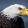 Unlock Realism: Free Unreal Engine - Animalia - Bald and Golden Eagle v2.2.0