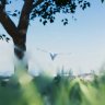 Free Videohive 58358305 Paper Plane Opener , GFXInspire